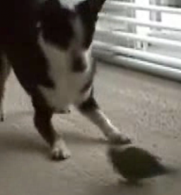 This Dog Is Such A Scaredy Cat!